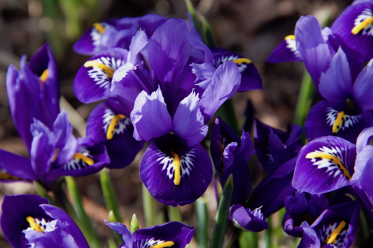 Garten-01-03-17.jpg