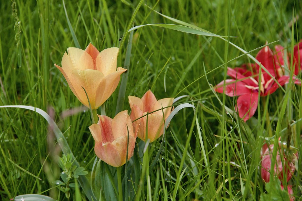 Garten-11-05-17.jpg