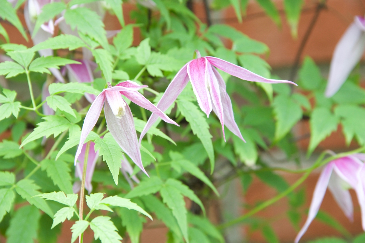 Garten-13-05-17.jpg