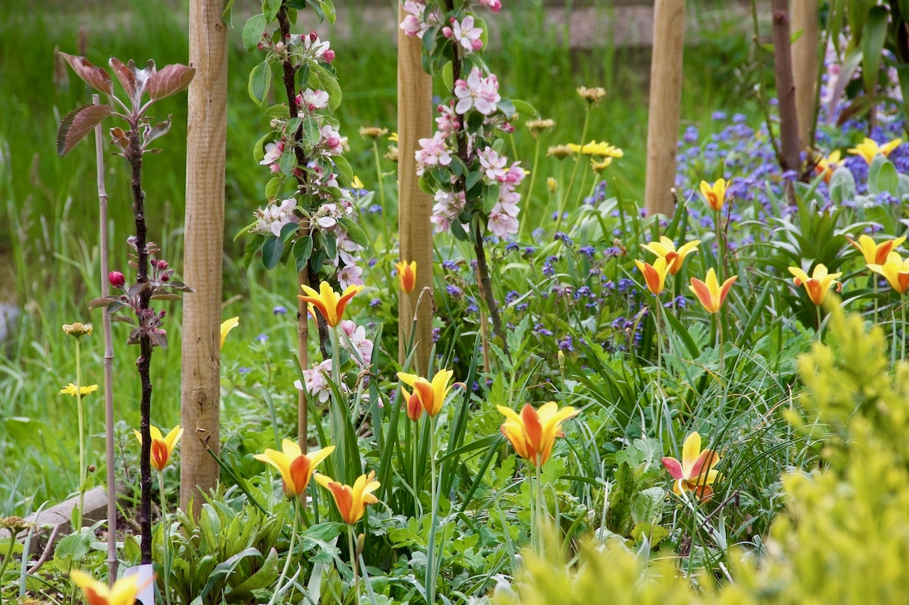 Garten-23-05-17.jpg