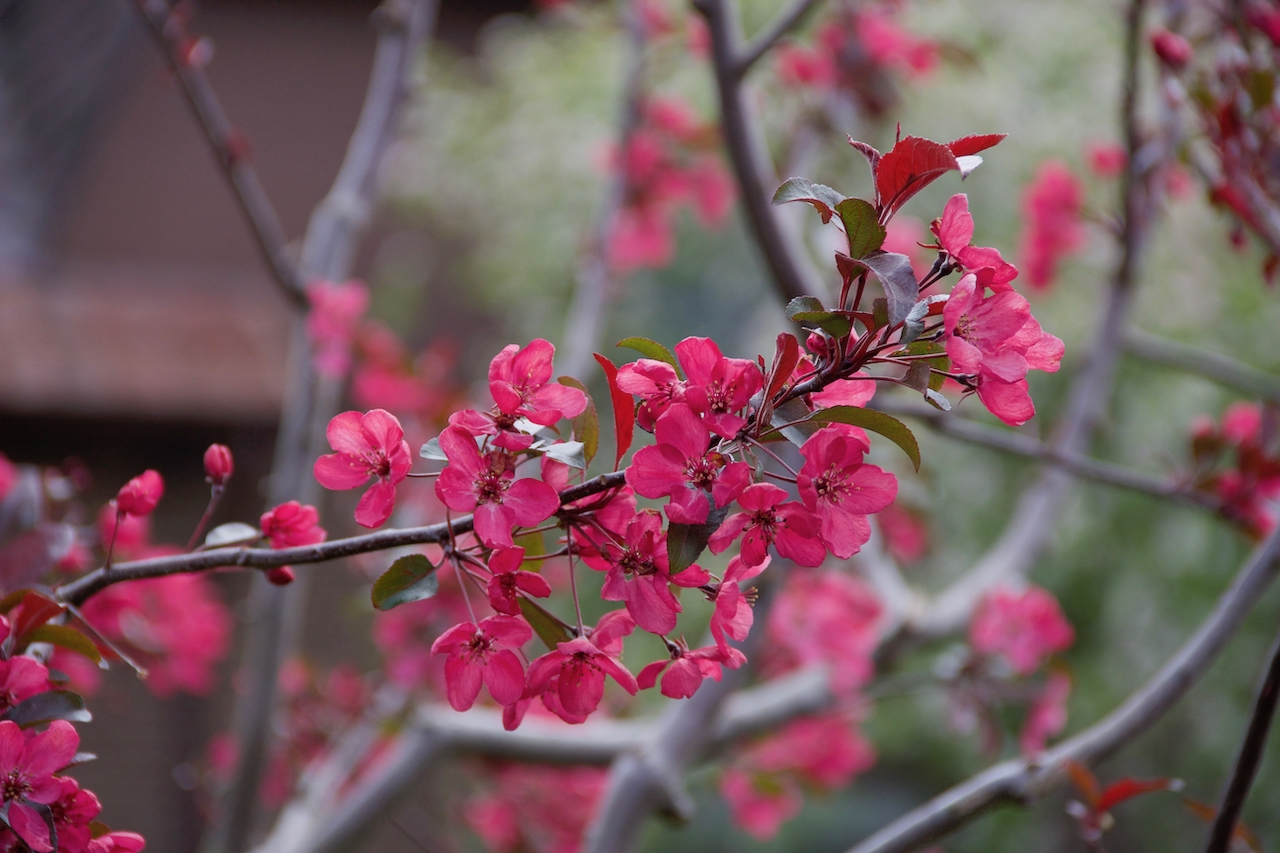 Garten-25-05-17.jpg
