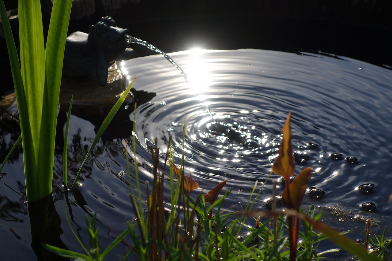 Garten-29-05-17.jpg