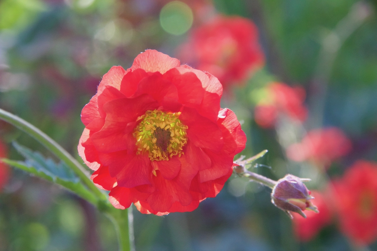 Garten-34-05-17.jpg