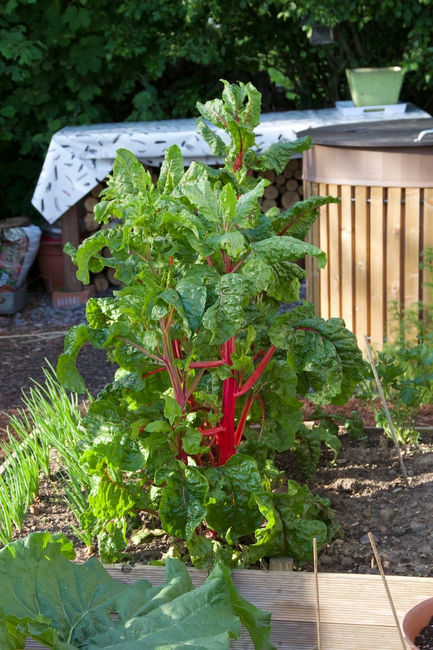 Garten-36-05-17.jpg