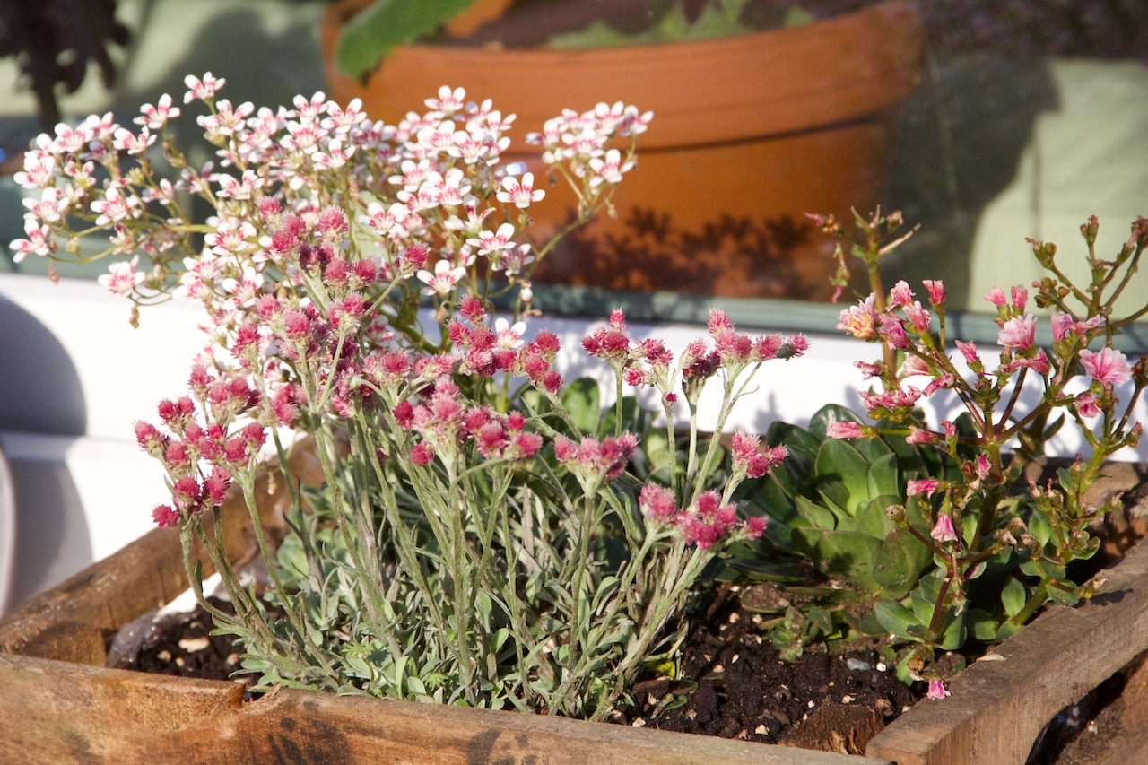 Garten-38-05-17.jpg