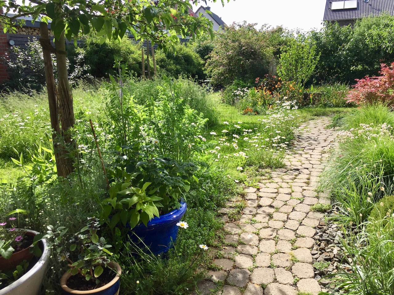 Garten-43-05-17.jpg