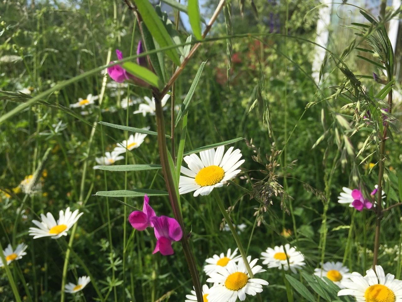 Garten-44-05-17.jpg