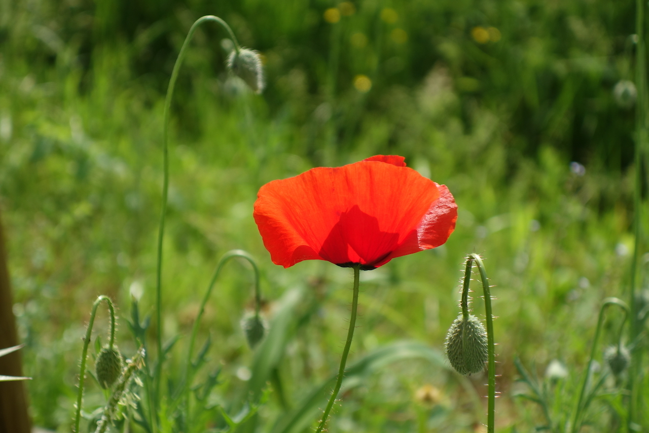 Garten-47-05-17.jpg