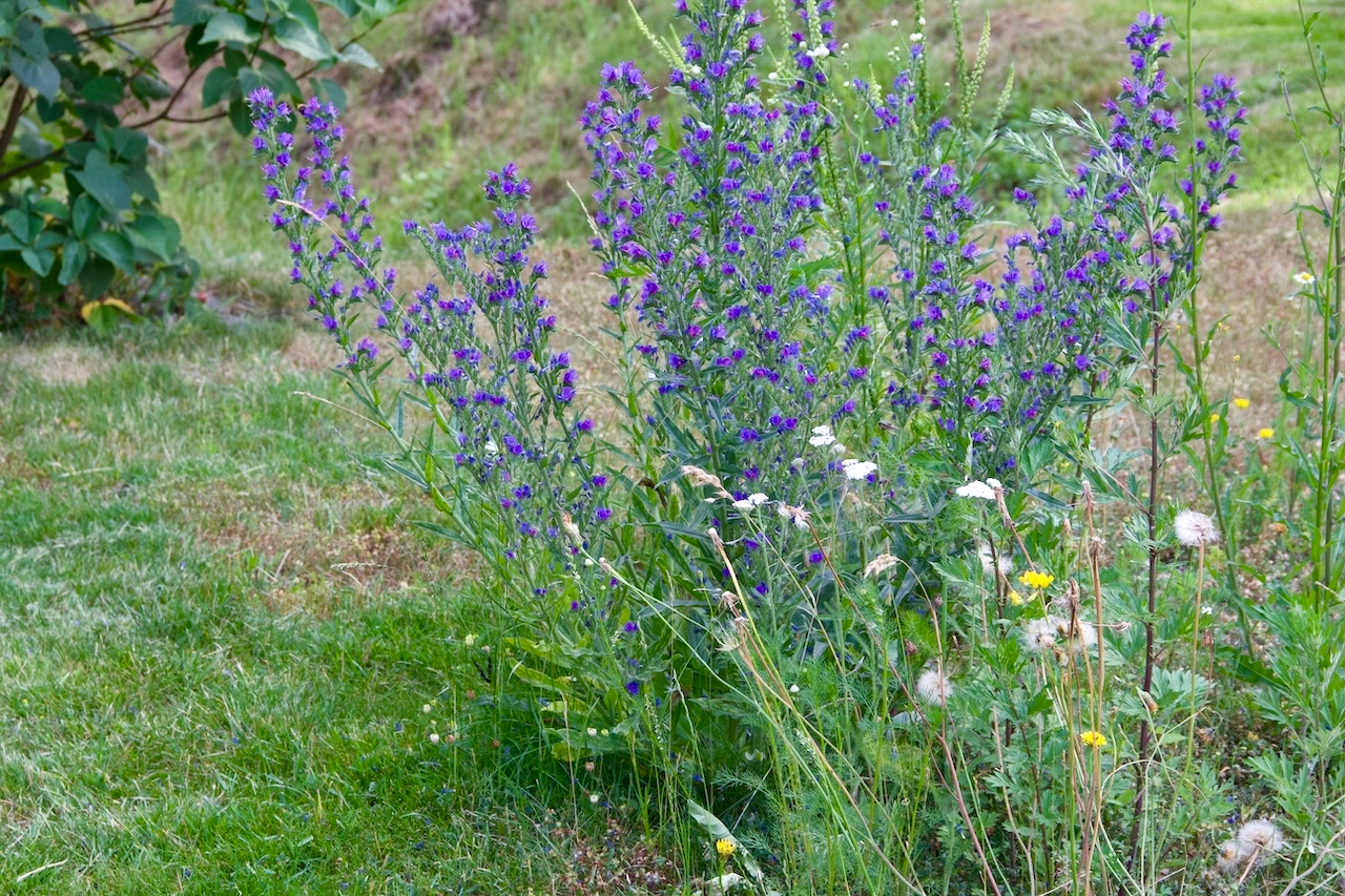 Garten-53-06-17.jpg