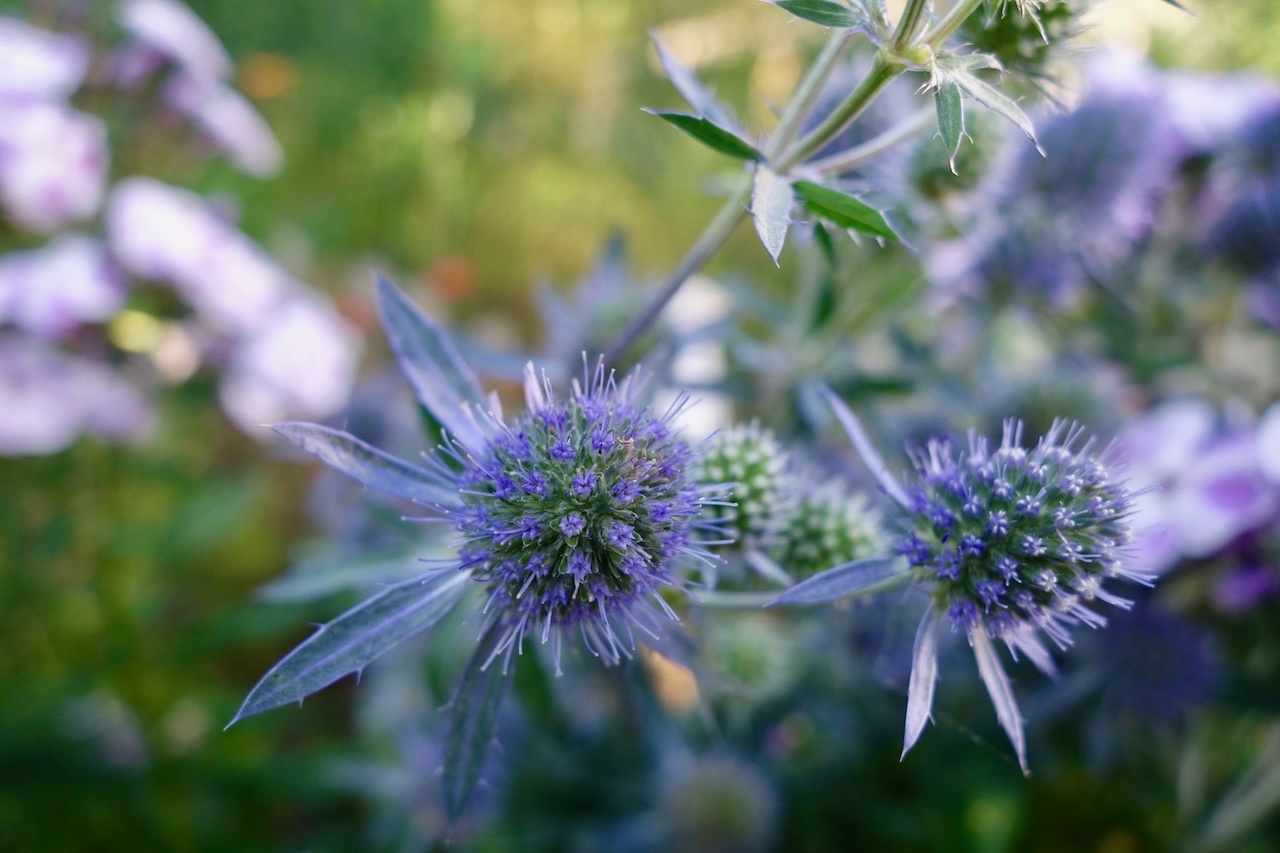 Garten-54-07-17.jpg