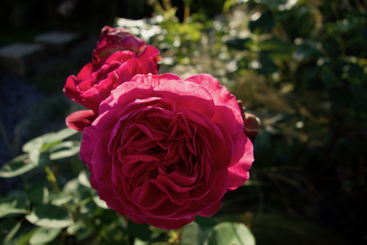 Garten-58-07-17.jpg