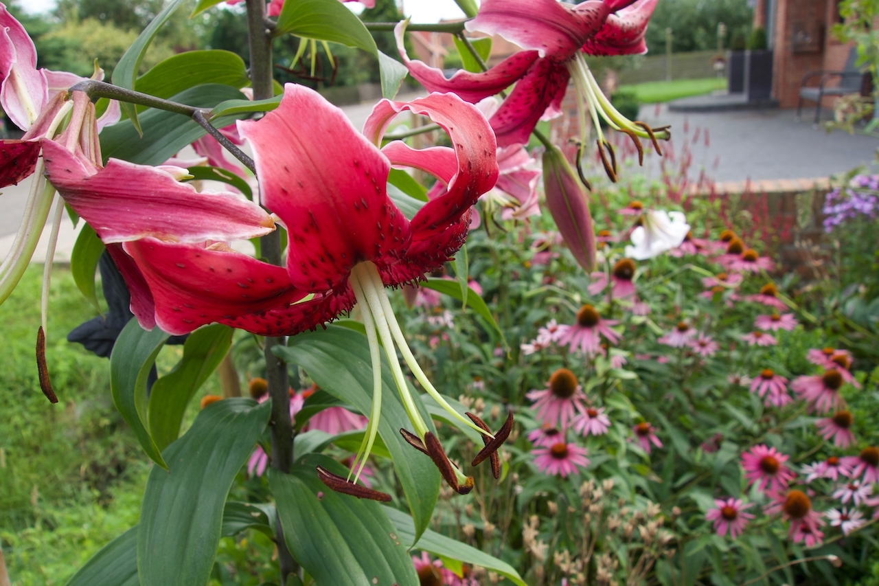 Garten-63-08-17.jpg