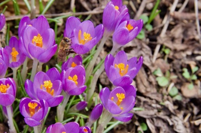 tb_Garten-2-03-17