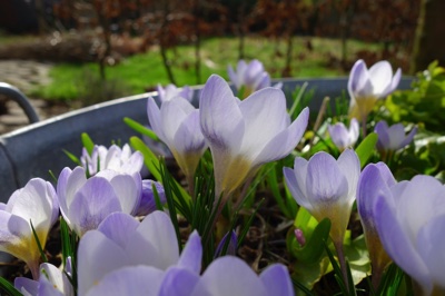 tb_Garten-3-03-17