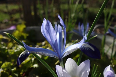 tb_Garten-5-03-17