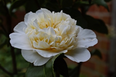 tb_Garten-6-04-17