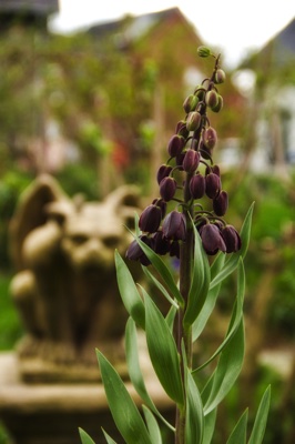 tb_Garten-7-04-17