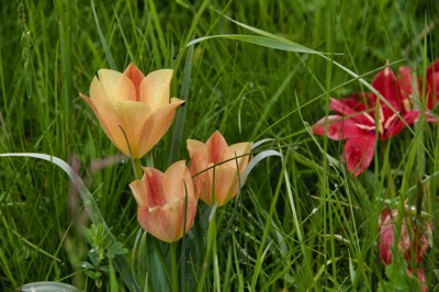 tb_Garten-11-05-17