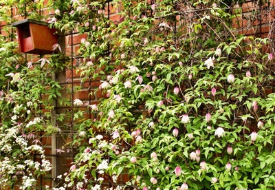 tb_Garten-12-05-17