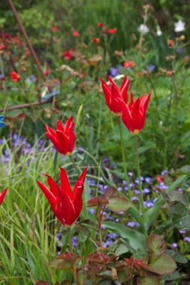 tb_Garten-14-05-17