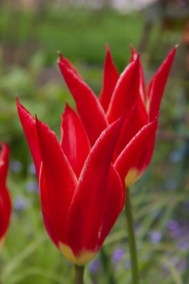 tb_Garten-15-05-17