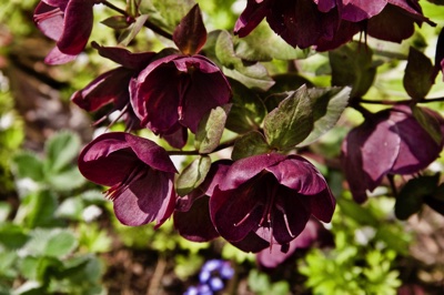 tb_Garten-21-05-17