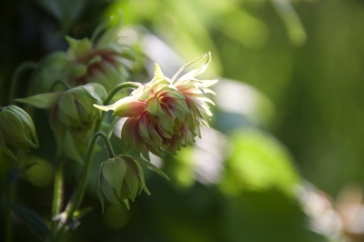 tb_Garten-30-05-17