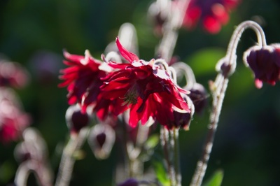 tb_Garten-31-05-17