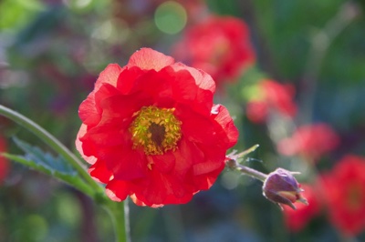 tb_Garten-34-05-17