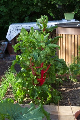 tb_Garten-36-05-17