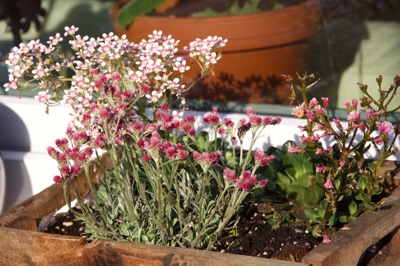 tb_Garten-38-05-17