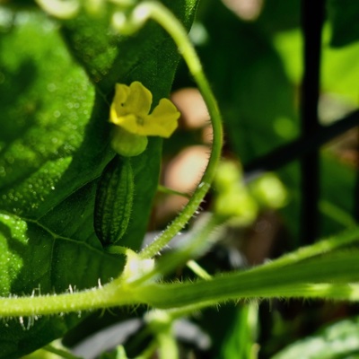 tb_Garten-42-05-17