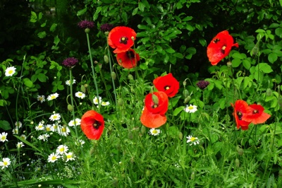 tb_Garten-45-05-17