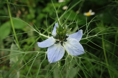 tb_Garten-46-05-17