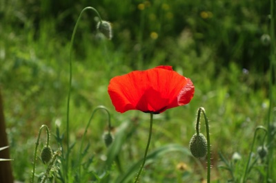 tb_Garten-47-05-17