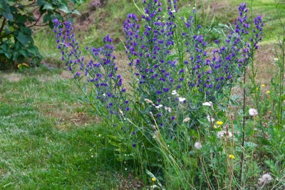tb_Garten-53-06-17