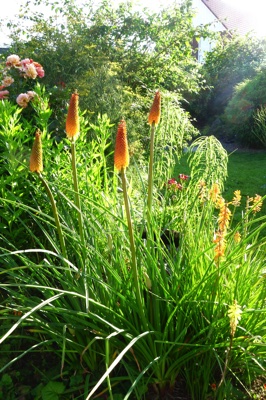 tb_Garten-55-07-17