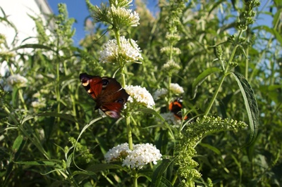 tb_Garten-57-07-17