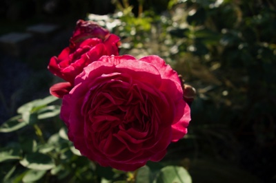 tb_Garten-58-07-17