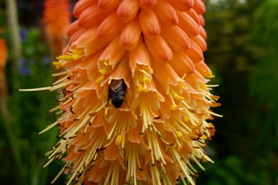 tb_Garten-61-08-17