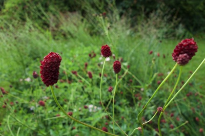 tb_Garten-62-08-17