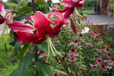 tb_Garten-63-08-17
