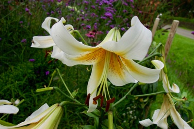 tb_Garten-64-08-17