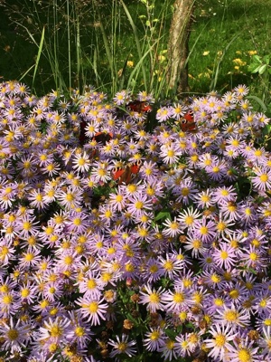 tb_Garten-65-10-17