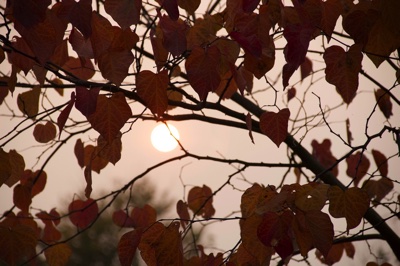 tb_Garten-69-10-17