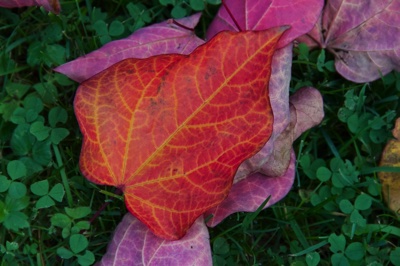 tb_Garten-71-10-17